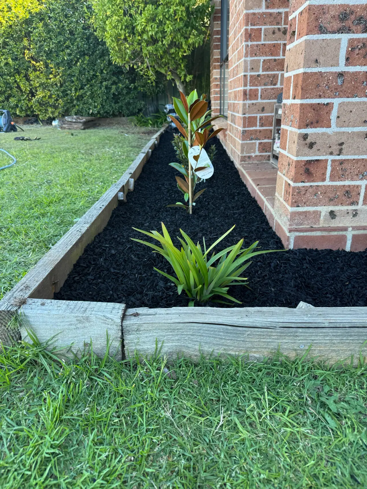 Garden planting and dark mulch detail
