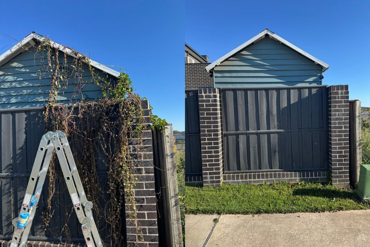 Overgrown vine cleared off a fence line and cleaned up — before and after